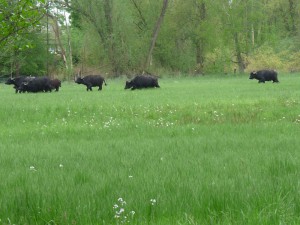 Plötzlich jagen die Büffel im Galopp davon