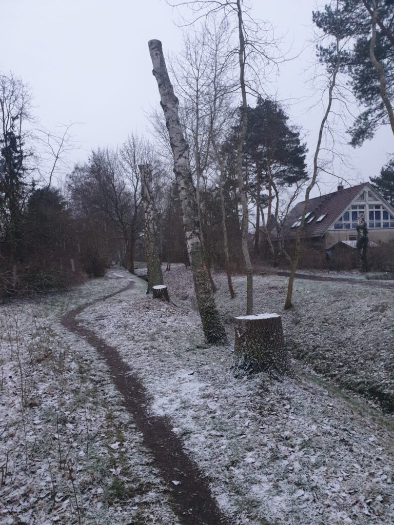 Baumpflegearbeiten am Birkengraben in Heiligensee.