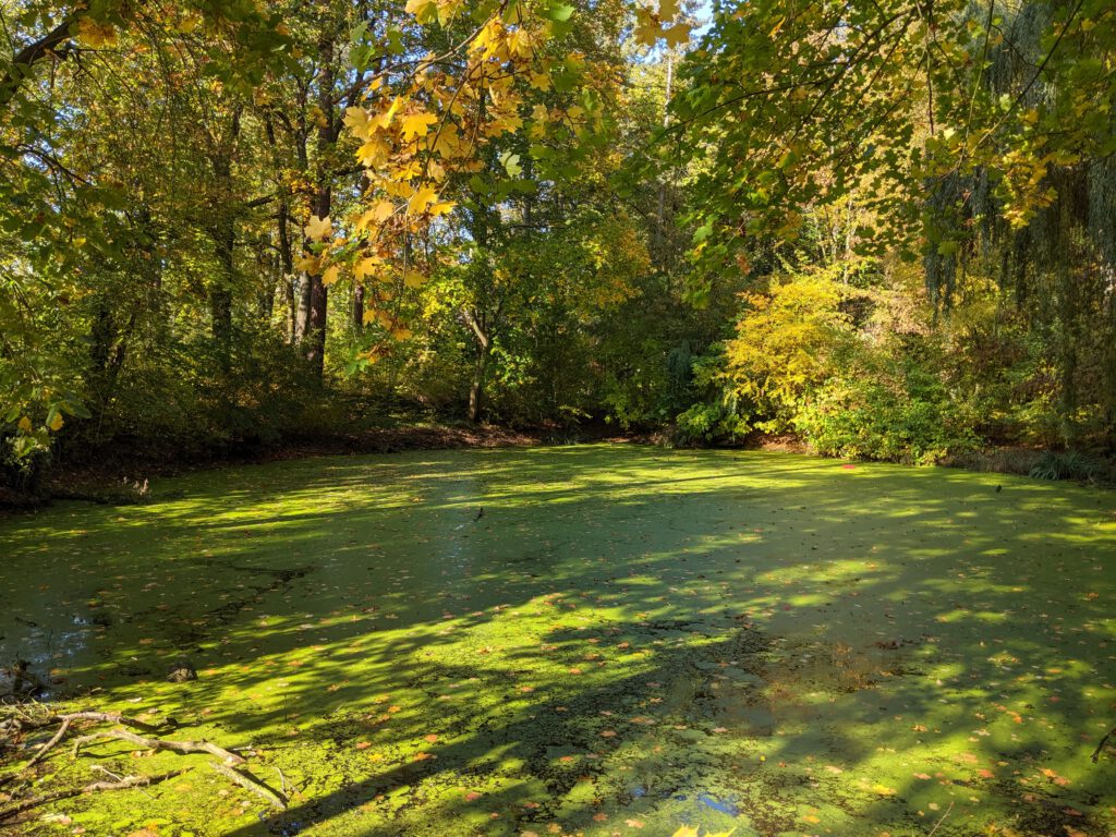 Der Ludwig-Lesser-Teich in Frohnau.