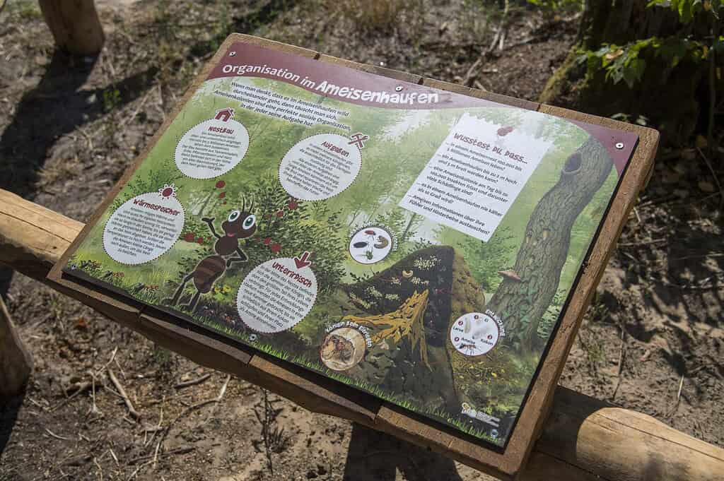 Infotafel über die Organisation der Ameisenhaufen