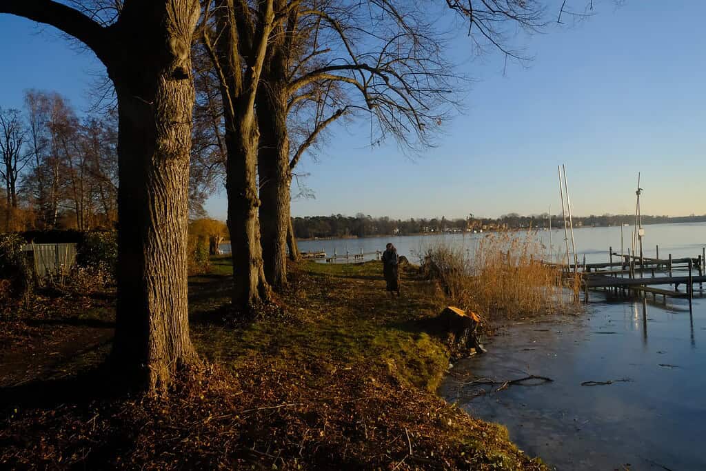 Bäume am Havelufer in Tegelort in der Dämmerung.