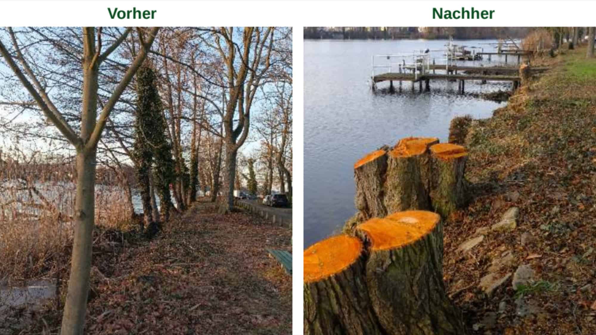Bildvergleich: links eine Baumreihe am bewachsenen Havelufer, rechts dieselbe Uferlinie mit frisch gesägten Baumstümpfen.