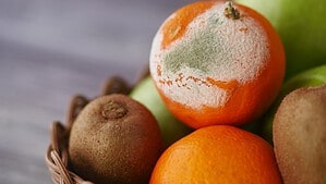 In einer Korbschale liegen Mandarinen, grüne Äpfel und Kiwis, eine Mandarine ist großflächig von grauem und weißem Schimmel überzogen.