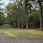 Breite Wiesenschneise mit einem Trampelpfad, die zwischen hohen Laubbäumen leicht bergab führt, im Steinbergpark in Berlin-Reinickendorf.