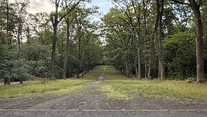 Breite Wiesenschneise mit einem Trampelpfad, die zwischen hohen Laubbäumen leicht bergab führt, im Steinbergpark in Berlin-Reinickendorf.