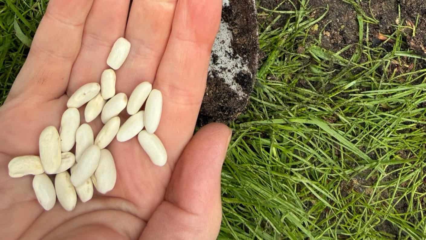 Geöffnete Handfläche mit rund fünfzehn hellen, getrockneten Bohnenkernen, daneben liegt ein Spaten zwischen Gras und frisch bearbeiteter Erde.