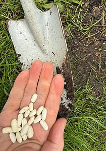 Geöffnete Handfläche mit rund fünfzehn hellen, getrockneten Bohnenkernen, daneben liegt ein Spaten zwischen Gras und frisch bearbeiteter Erde.