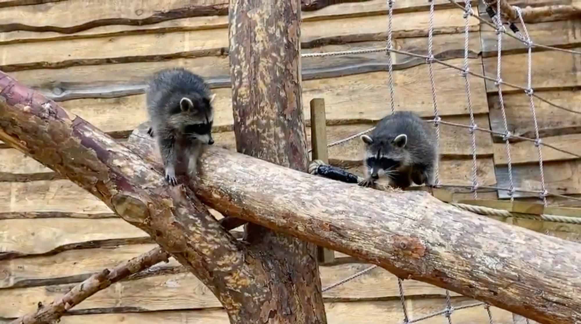 Zwei Waschbären klettern in einem Gehege über einen dicken Baumstamm, im Hintergrund eine Holzwand und ein Kletternetz
