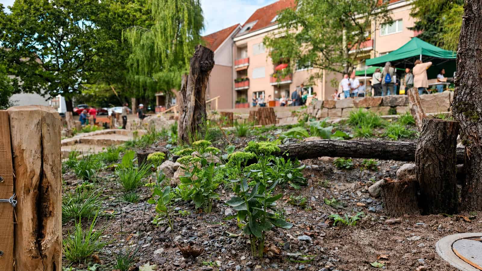 Naturnah gestaltete Grünfläche mit Blühpflanzen, Totholz und Trockenmauern im Mauschbacher Steig