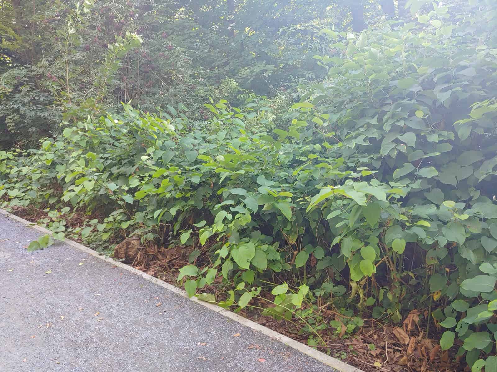 Dichte, hochgewachsene Staudenknöterich-Bestände mit großen grünen Blättern wachsen unmittelbar neben einem befestigten Wanderweg am Ufer.