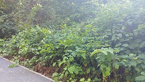 Dichte, hochgewachsene Staudenknöterich-Bestände mit großen grünen Blättern wachsen unmittelbar neben einem befestigten Wanderweg am Ufer.
