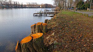 Abgesägte Bäume am Ufer eines Flusses.