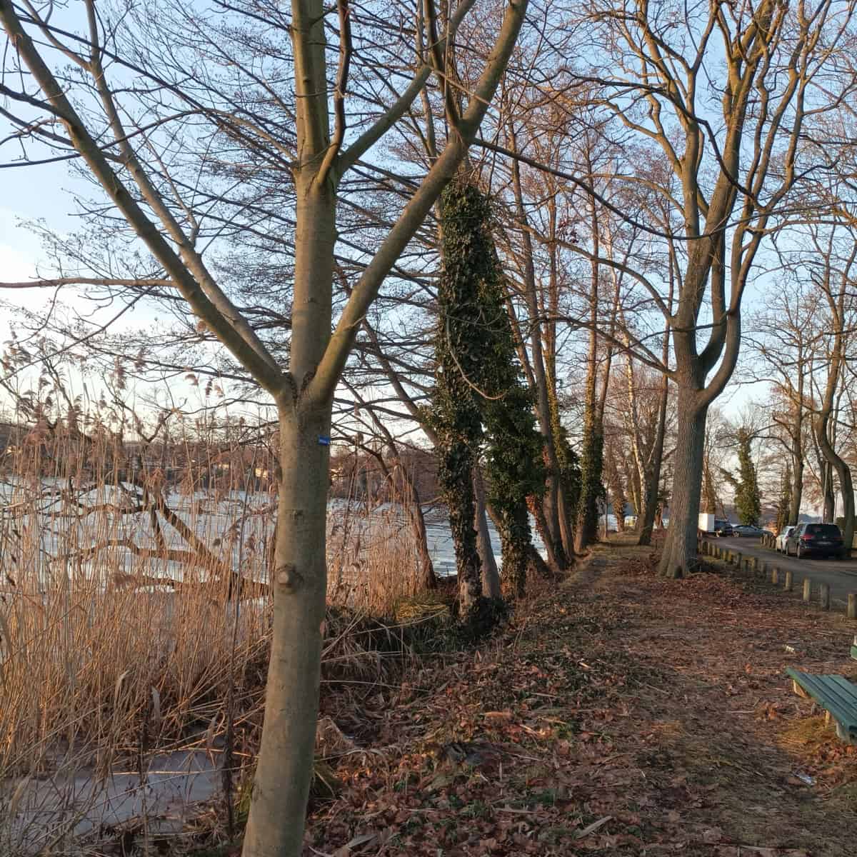 Bäume ohne Blätter im Herbst.