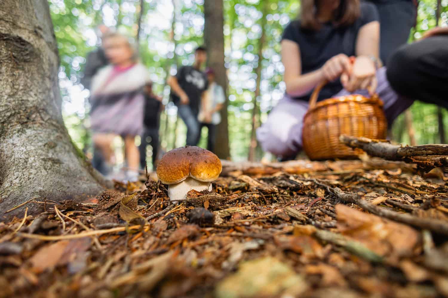 Mehrere Personen sammeln Pilze im Wald.