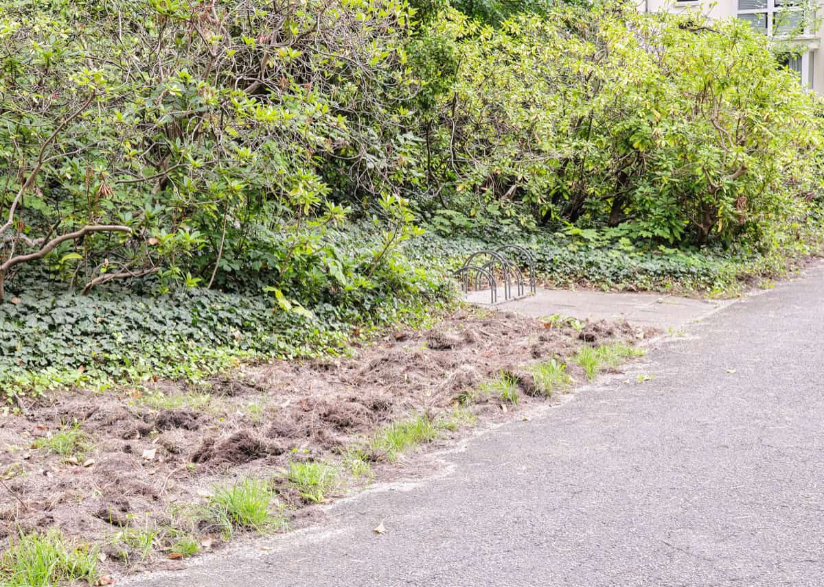 Aufgewühlter Erdstreifen am Rand eines asphaltierten Weges, dahinter Rhododendronbüsche und ein Fahrradständer.