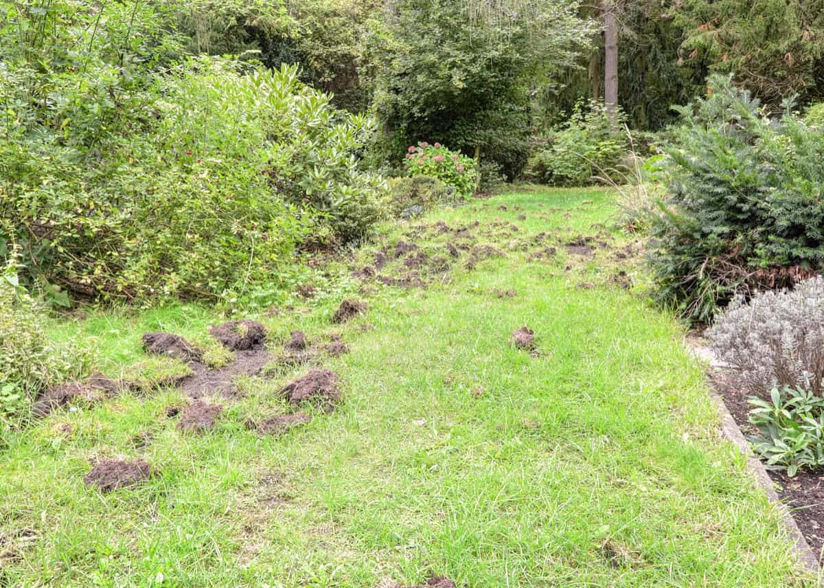 Rasenfläche zwischen Sträuchern auf einem Friedhof, auf der zahlreiche Erdschollen herausgerissen und umgewühlt sind.