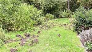 Rasenfläche zwischen Sträuchern auf einem Friedhof, auf der zahlreiche Erdschollen herausgerissen und umgewühlt sind.