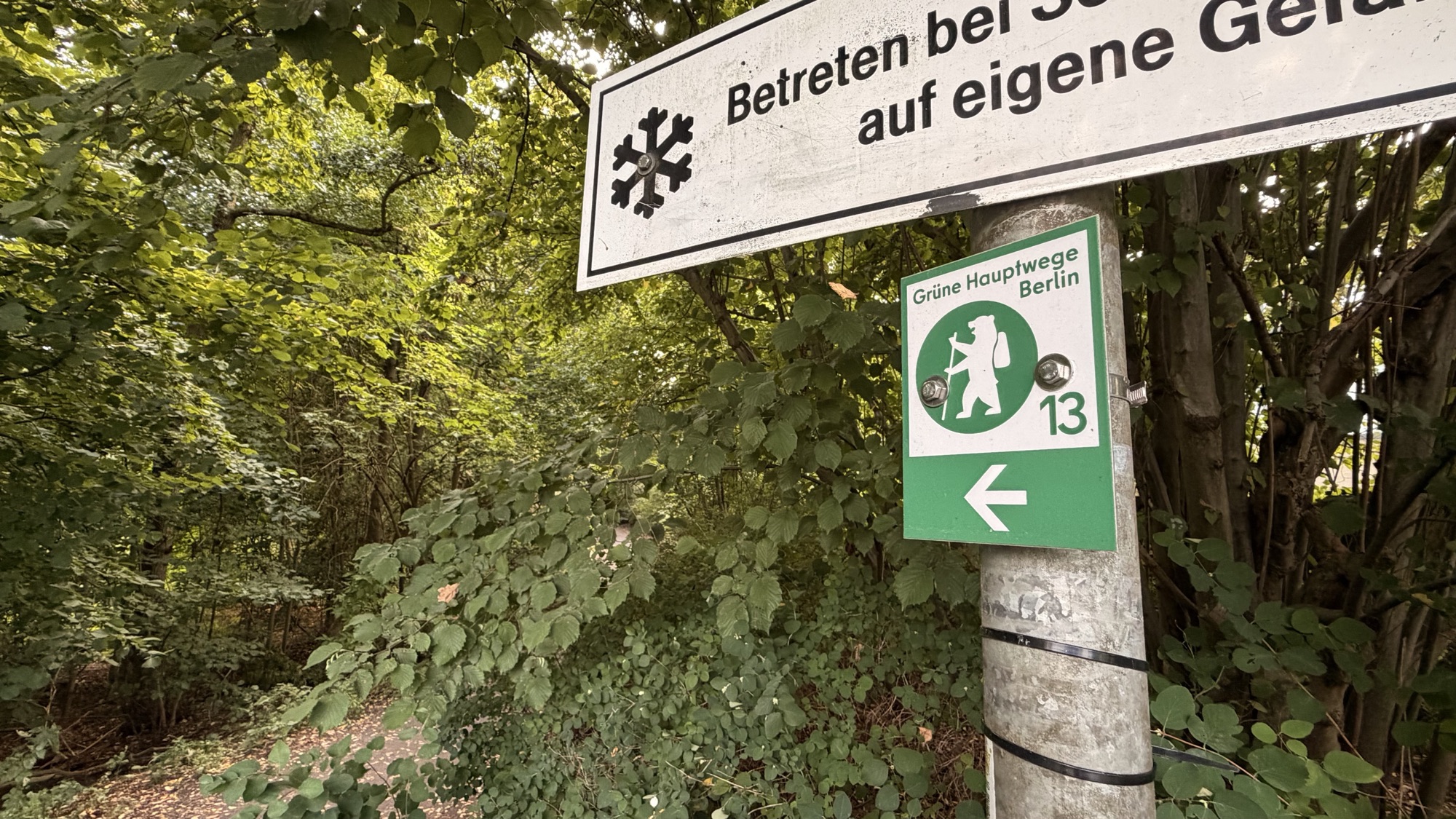 Grünes Markierungsschild „Grüne Hauptwege Berlin“ mit wanderndem Bären, der Nummer 13 und einem Pfeil nach links an einem Metallpfosten vor dichtem Laubwald.
