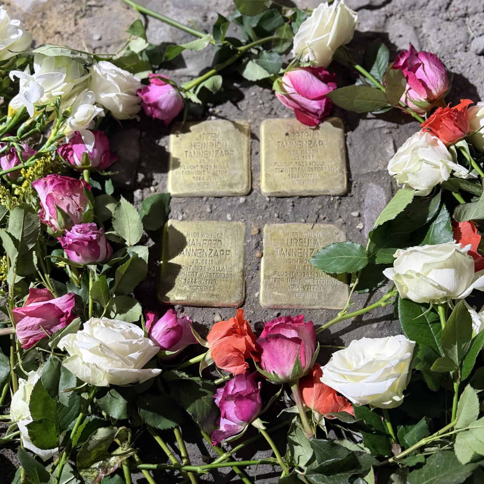 Vier Stolpersteine mit den Namen der Familie Tannenzapf im Gehweg, umgeben von weißen, rosa und orangefarbenen Rosen