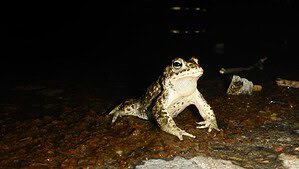 Eine Kreuzkröte mit hellem Rückenstreifen und grünlichen Augen sitzt nachts auf feuchtem, rötlichem Boden am Rand eines Gewässers