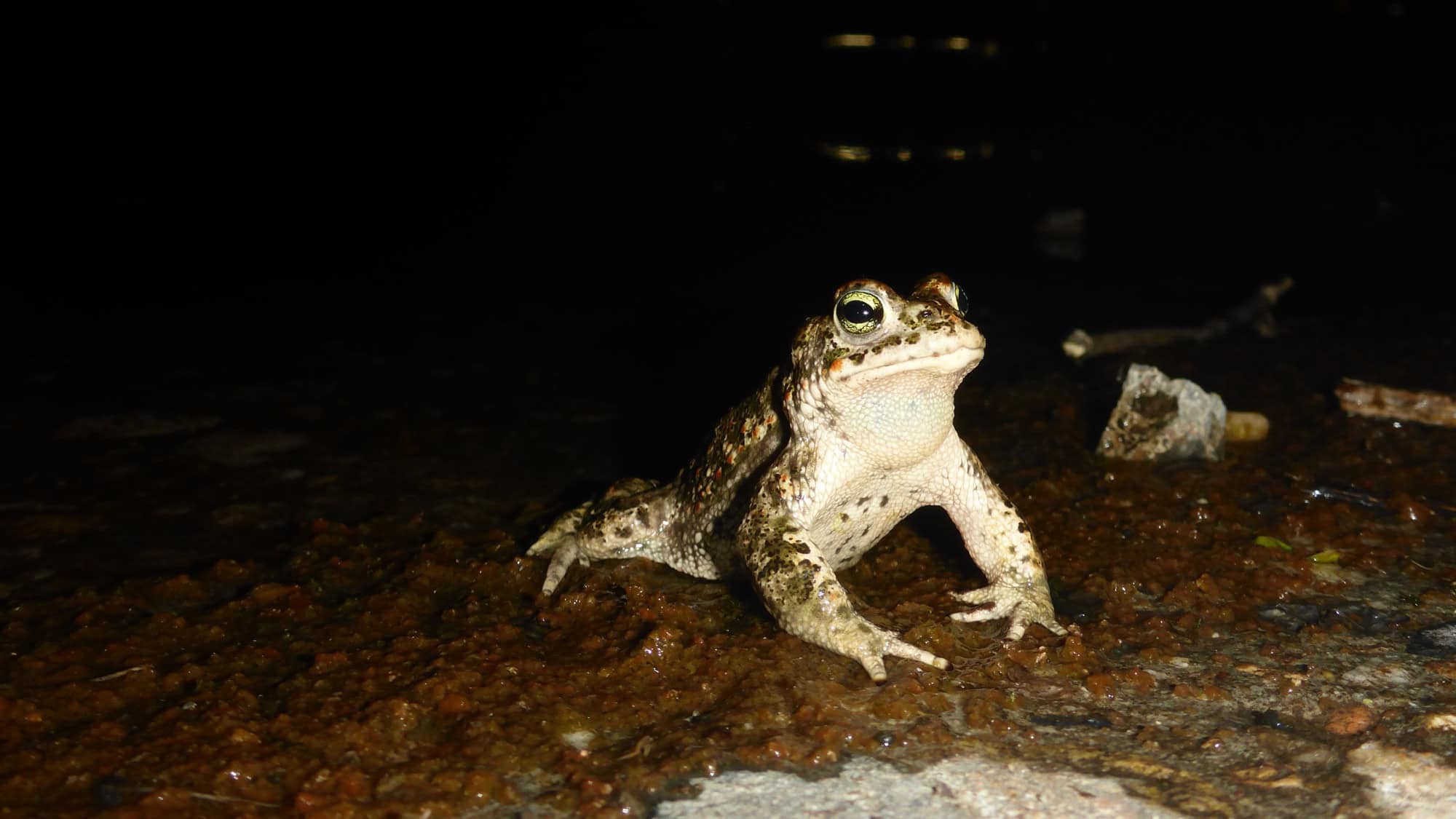 Eine Kreuzkröte mit hellem Rückenstreifen und grünlichen Augen sitzt nachts auf feuchtem, rötlichem Boden am Rand eines Gewässers