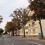 Mehrspurige Ollenhauerstraße mit Straßenbäumen im Herbstlaub, rechts ein heller Wohnblock.